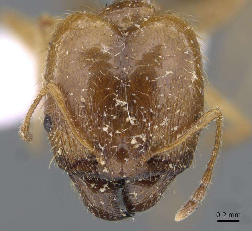 Image of Pheidole pallidula (Nylander 1849)