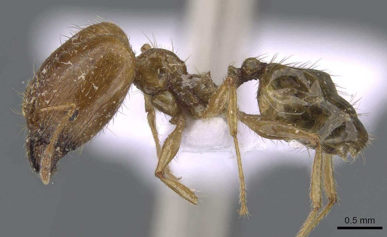 Image of Pheidole pallidula (Nylander 1849)