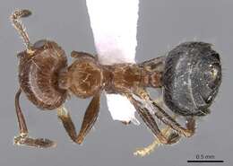 Image of Crematogaster subdentata Mayr 1877