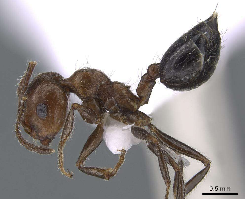 Image of Crematogaster subdentata Mayr 1877