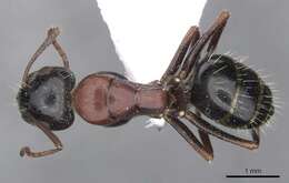 Image of Camponotus kurdistanicus Emery 1898