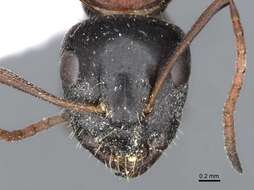 Image of Camponotus kurdistanicus Emery 1898