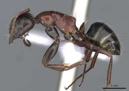 Image of Camponotus kurdistanicus Emery 1898