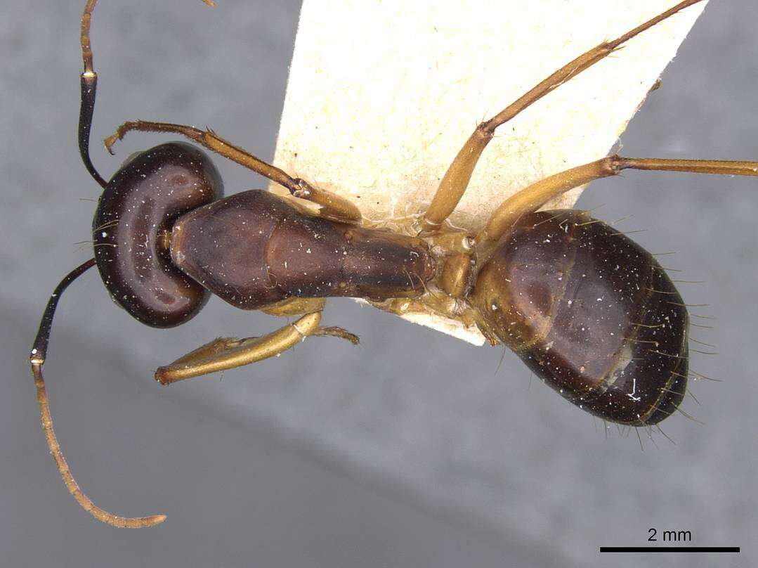 Image of Camponotus sanctus Forel 1904