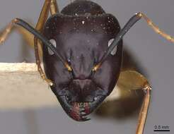 Image of Camponotus sanctus Forel 1904