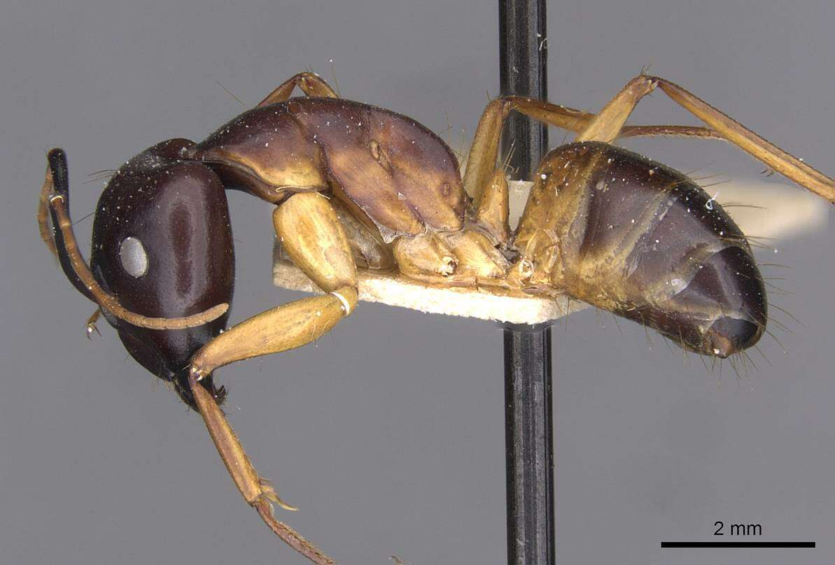 Image of Camponotus sanctus Forel 1904