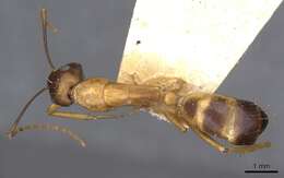 Image of Camponotus sanctus Forel 1904