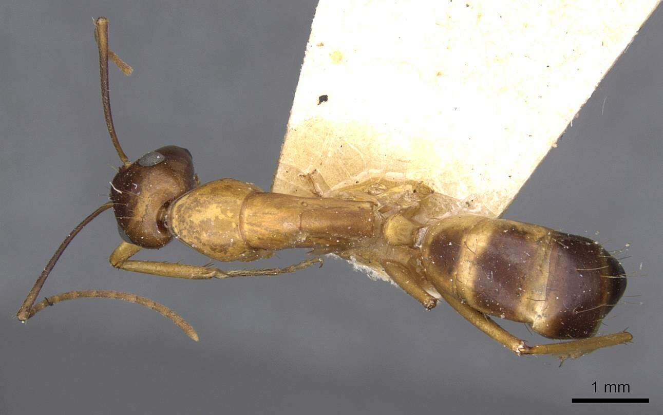 Image of Camponotus sanctus Forel 1904