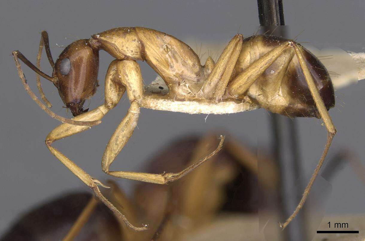 Image of Camponotus sanctus Forel 1904