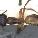 صورة Camponotus thoracicus (Fabricius 1804)