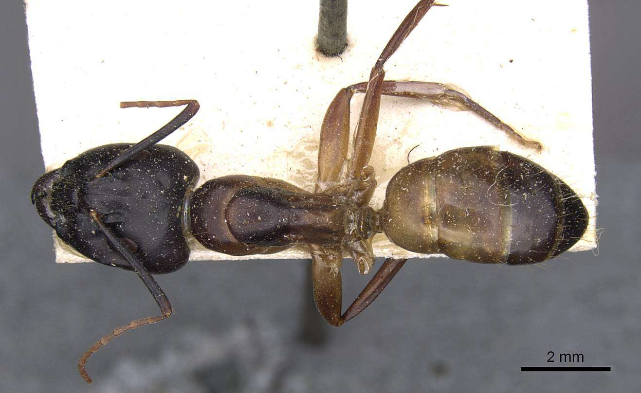 Image of Camponotus thoracicus (Fabricius 1804)