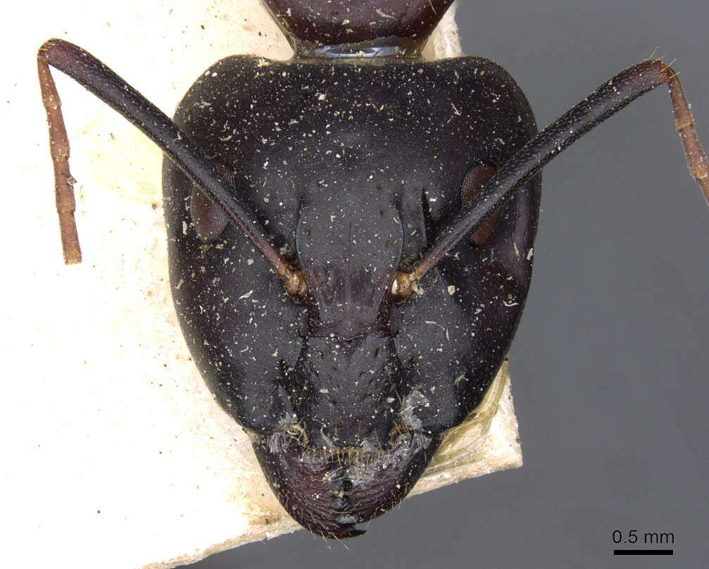 Image of Camponotus thoracicus (Fabricius 1804)