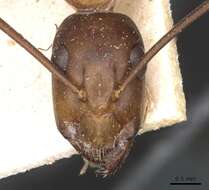 Image of Camponotus thoracicus (Fabricius 1804)