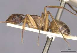 Image of Camponotus thoracicus (Fabricius 1804)