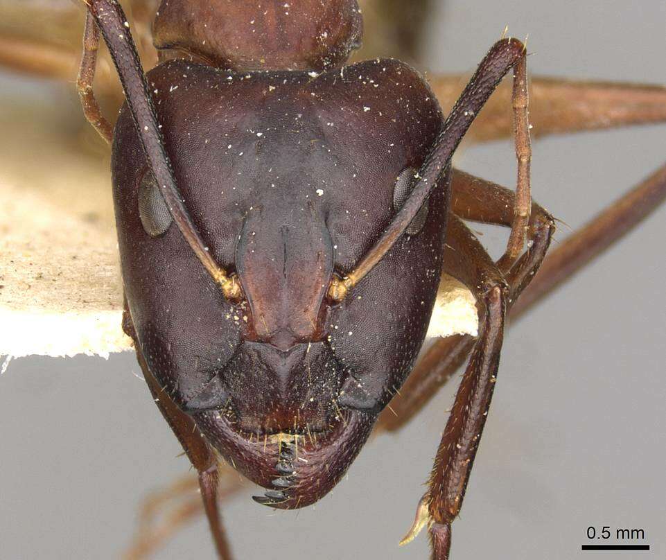 Image of Camponotus thoracicus (Fabricius 1804)