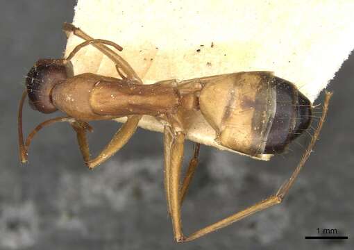 Image of Camponotus thoracicus (Fabricius 1804)