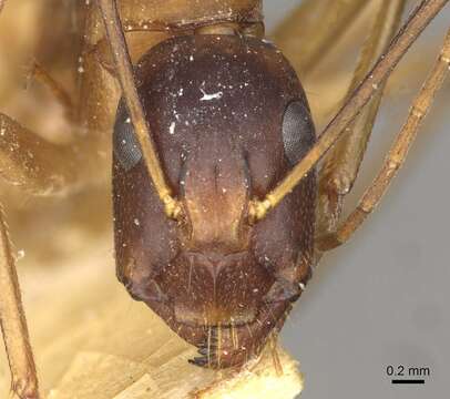 Image of Camponotus thoracicus (Fabricius 1804)