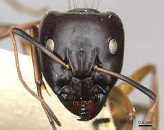 Image of Camponotus thoracicus (Fabricius 1804)