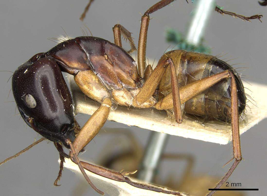 Image of Camponotus thoracicus (Fabricius 1804)