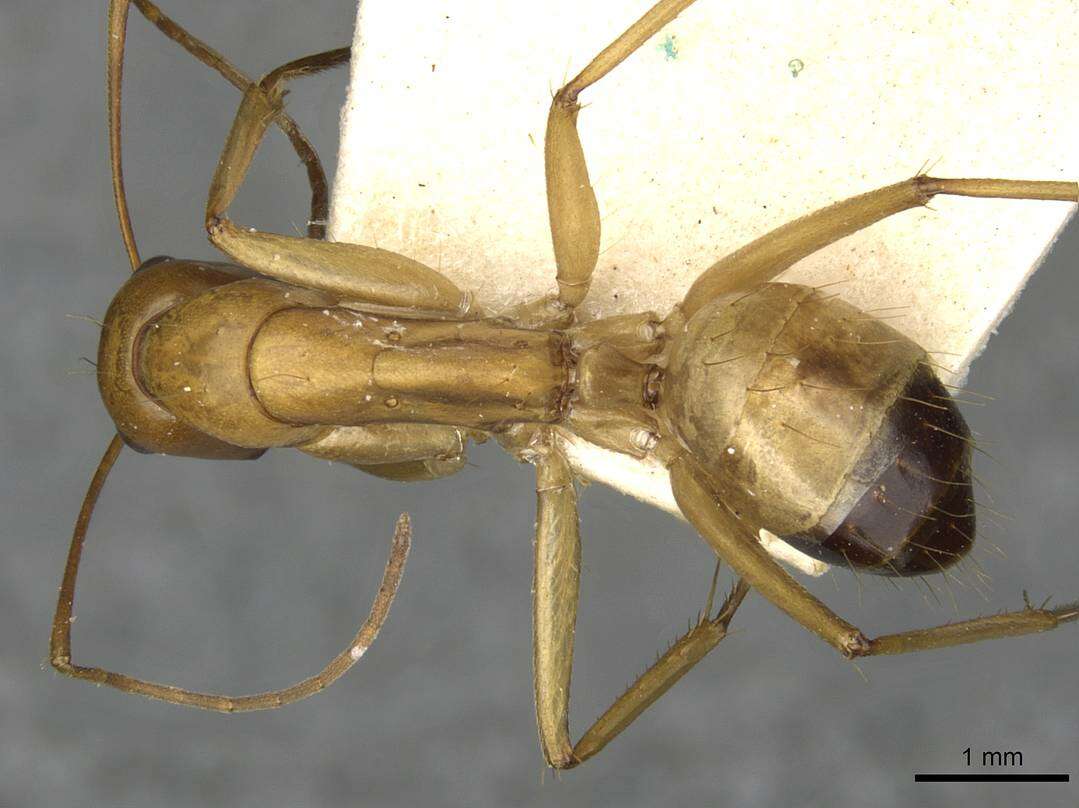 Image of Camponotus thoracicus (Fabricius 1804)