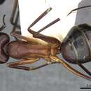 Image de Camponotus erigens Forel 1894