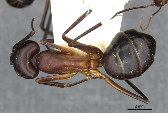 Image de Camponotus erigens Forel 1894