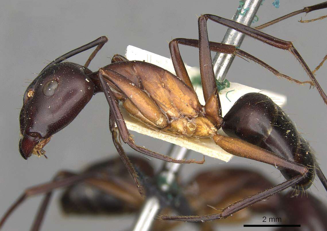 Image of Camponotus erigens Forel 1894