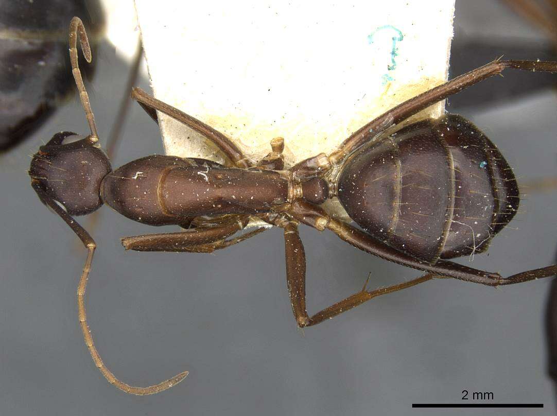 Image of Camponotus erigens Forel 1894