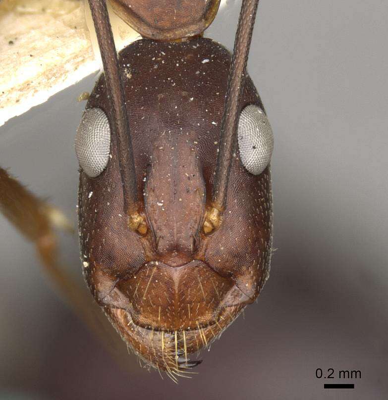 Image of Camponotus erigens Forel 1894