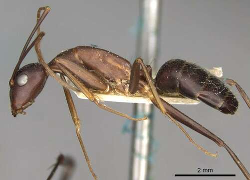 Image of Camponotus erigens Forel 1894