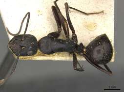 Image of Camponotus socrates Forel 1904