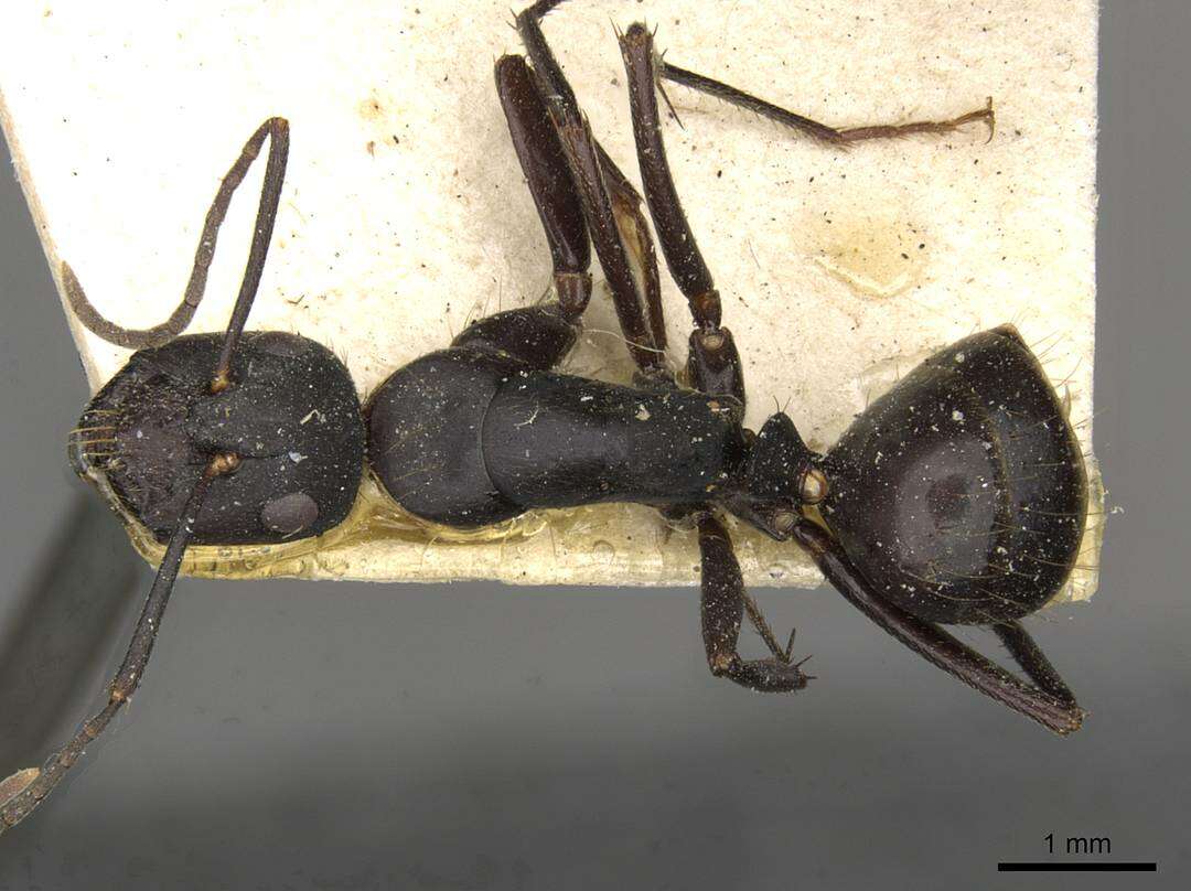 Image de Camponotus socrates Forel 1904