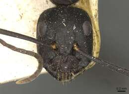 Image de Camponotus socrates Forel 1904