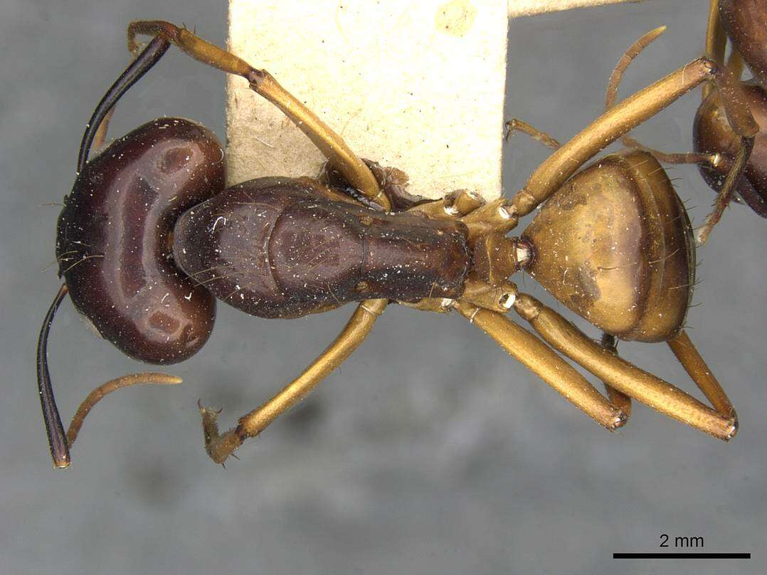 Plancia ëd Camponotus solon Forel 1886