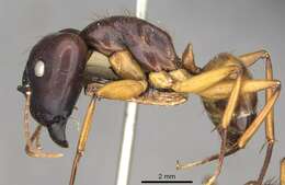 Image de Camponotus solon Forel 1886