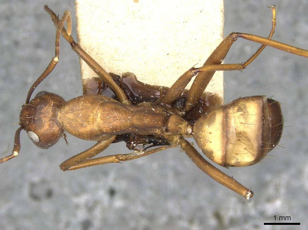 Image de Camponotus solon Forel 1886