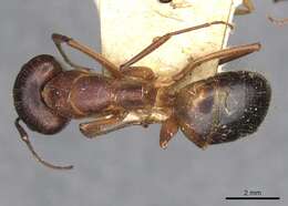 صورة Camponotus pilicornis (Roger 1859)