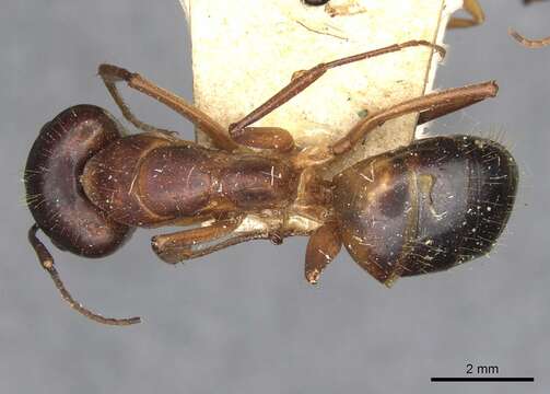 Imagem de Camponotus pilicornis (Roger 1859)