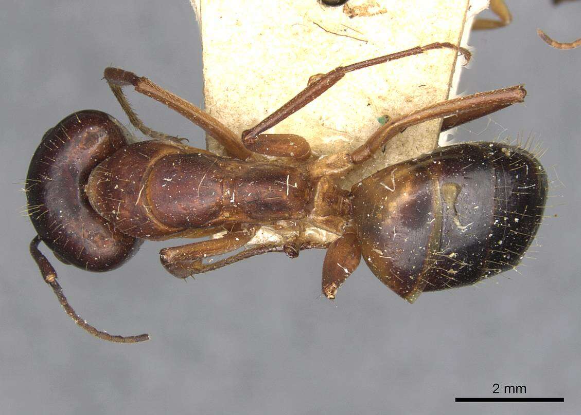 Imagem de Camponotus pilicornis (Roger 1859)