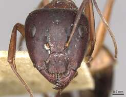 Imagem de Camponotus pilicornis (Roger 1859)