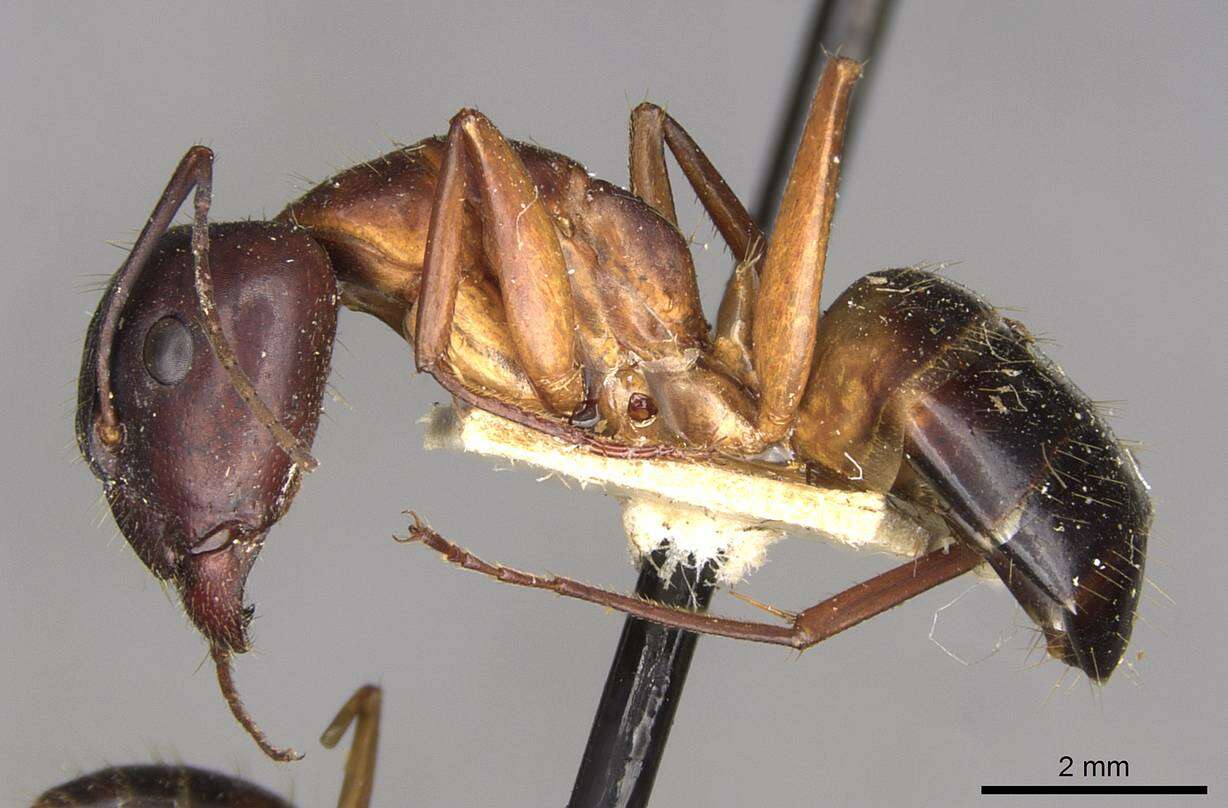 Imagem de Camponotus pilicornis (Roger 1859)