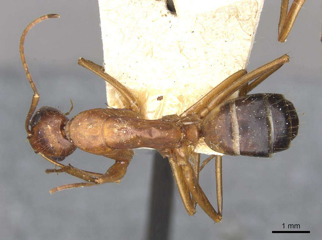 Imagem de Camponotus pilicornis (Roger 1859)