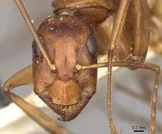 Imagem de Camponotus pilicornis (Roger 1859)