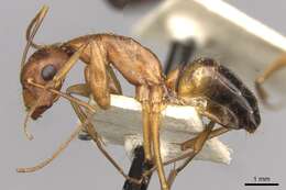 Imagem de Camponotus pilicornis (Roger 1859)