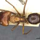 Imagem de Camponotus maxwellensis Forel 1913