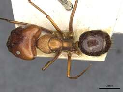 Imagem de Camponotus maxwellensis Forel 1913