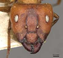 Imagem de Camponotus maxwellensis Forel 1913