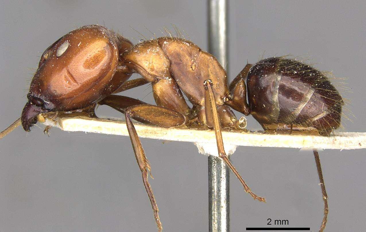 Imagem de Camponotus maxwellensis Forel 1913