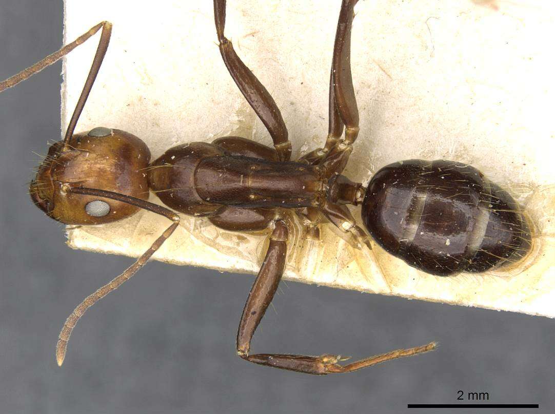 Imagem de Camponotus maxwellensis Forel 1913