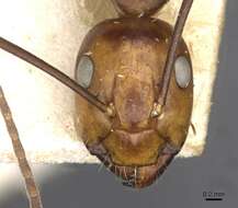 Imagem de Camponotus maxwellensis Forel 1913